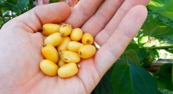 Neem Fruits : ప‌ర‌గ‌డుపున‌ రెండు పండ్లను తింటే.. ఏం అవుతుందో తెలిస్తే.. ఆశ్చర్యపోతారు..!