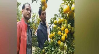 Orange Farming : వాహ్‌.. ఉన్న‌త చ‌దువులు చదివినా.. నారింజ‌ల‌ను పండిస్తూ కోట్ల రూపాయ‌లు సంపాదిస్తున్నారు..