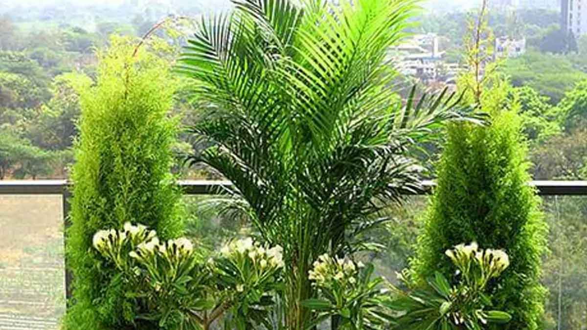 do not grow these plants in home or else you loose wealth 