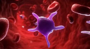 How To Increase Platelets : వీటిని తింటే చాలు.. ప్లేట్‌లెట్ల సంఖ్య ల‌క్ష‌ల్లో పెరుగుతుంది..!