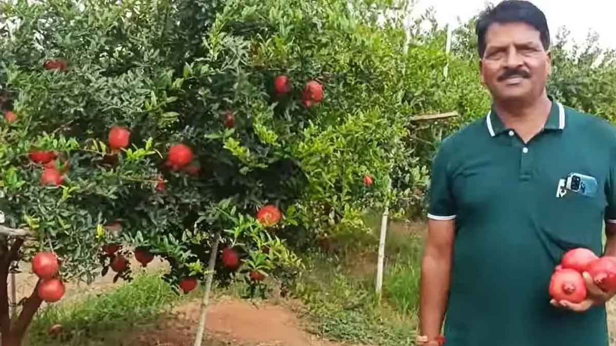 this man earns good money with pomegranate farming 