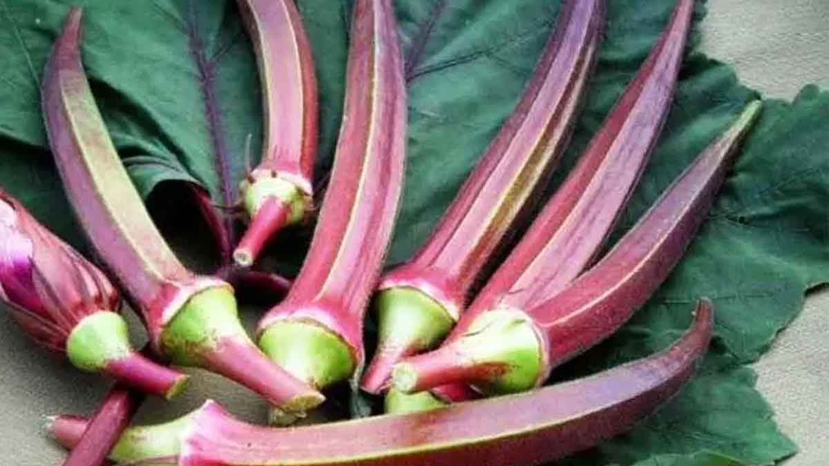 wonderful health benefits of red okra 