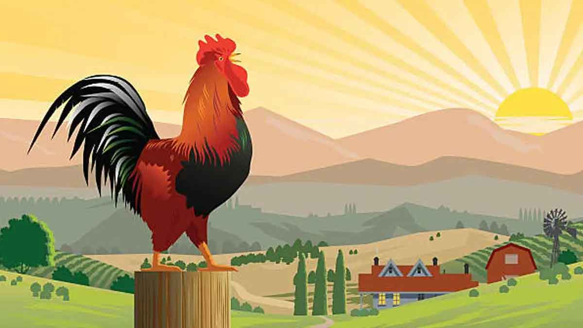 why rooster crows before sunrise 