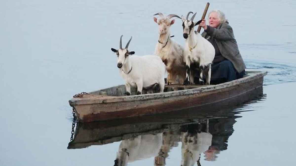 sheep and goat in boat can you solve this 5th class maths problem 