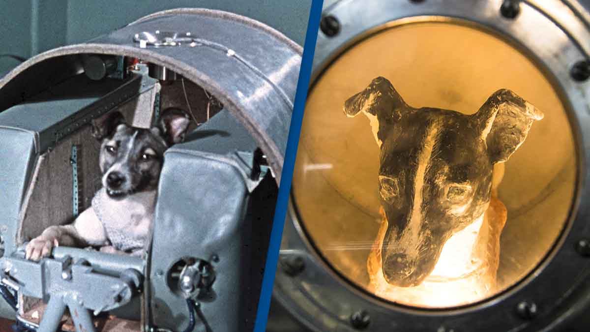 space dog laika interesting facts 