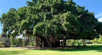Trees : ఈ చెట్ల‌ను ఇంటి ఆవ‌ర‌ణ‌లో అస‌లు పెంచ‌రాదు.. అవేమిటంటే..?