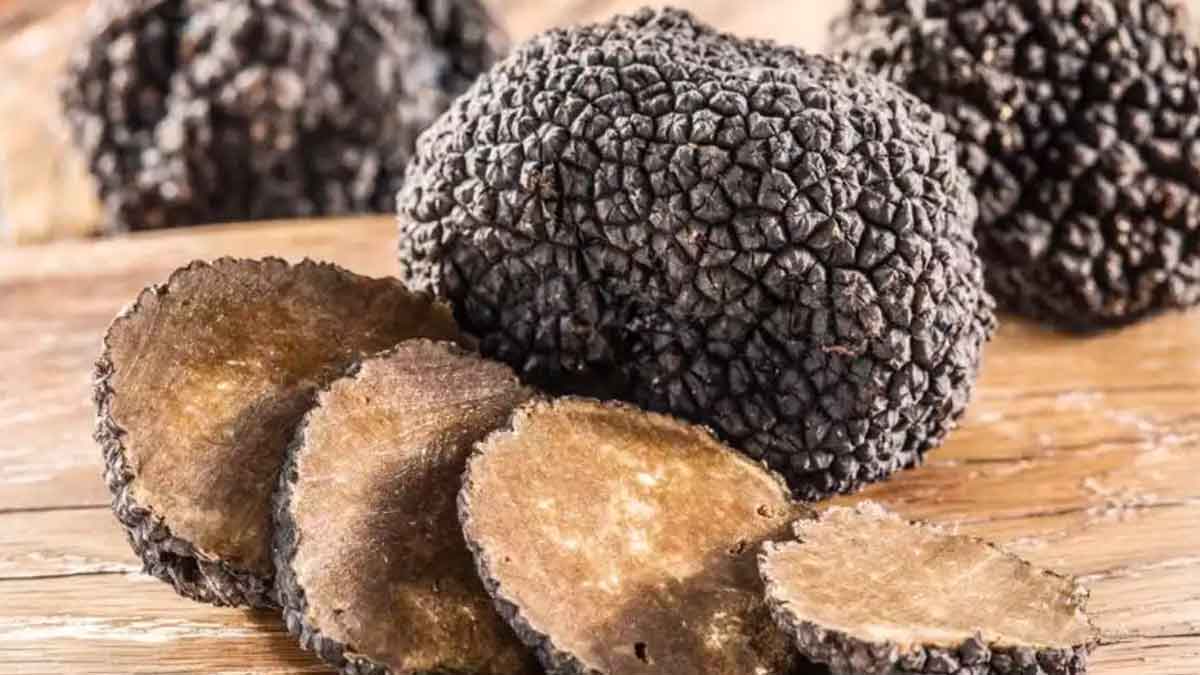 truffle mushrooms can cure cancer