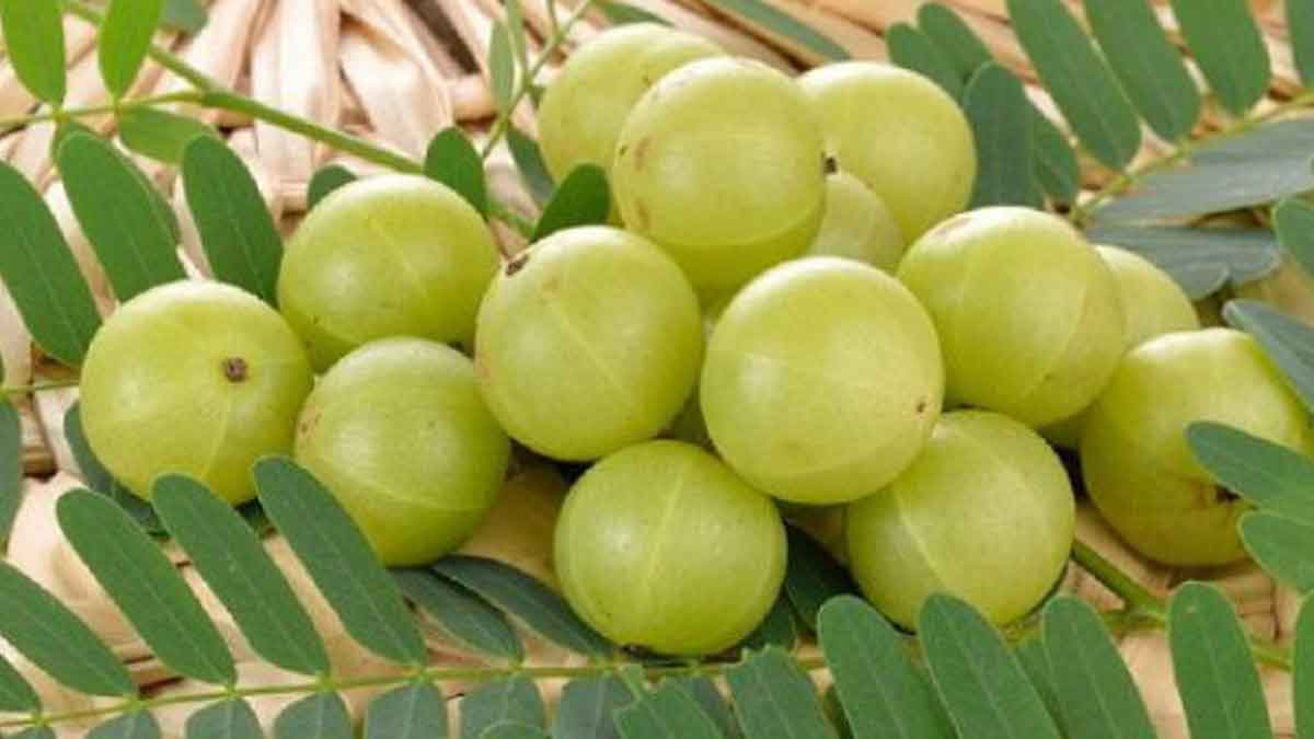 many wonderful health benefits of amla take daily 