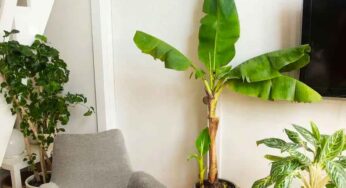 Vastu Tips : గృహంలో అర‌టి చెట్టును పెంచ‌డం శుభ‌మా…అశుభ‌మా…?