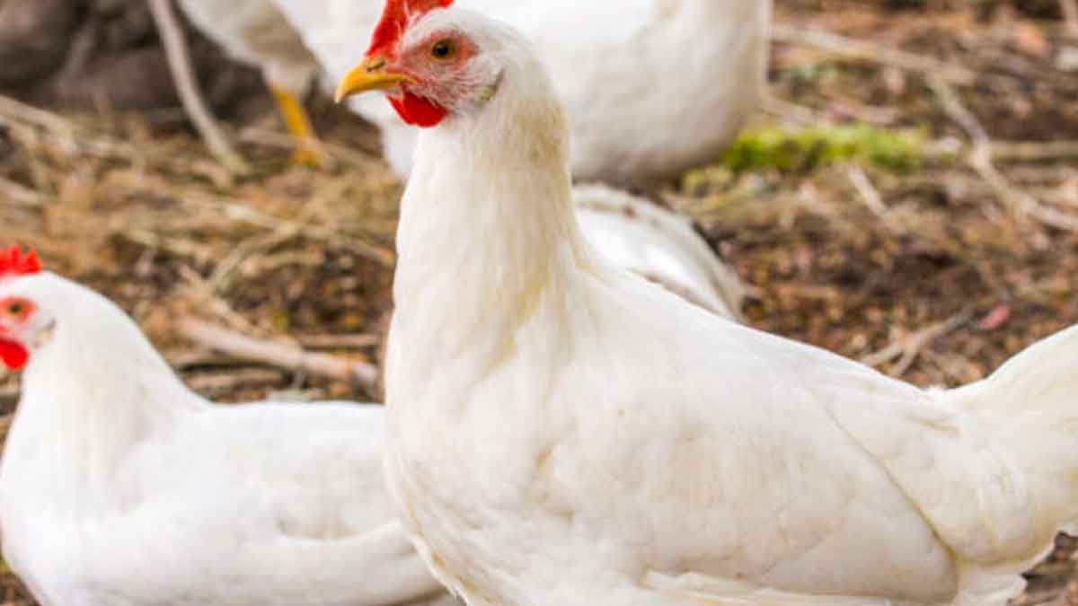 if you know this you will not take broiler chicken 