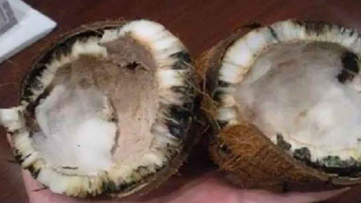 what happens if coconut spoils after we broke it for god 