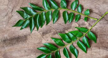 క‌రివేపాకు తింటున్నారా.. ఆశ్చ‌ర్య‌పోయే నిజాలు..!