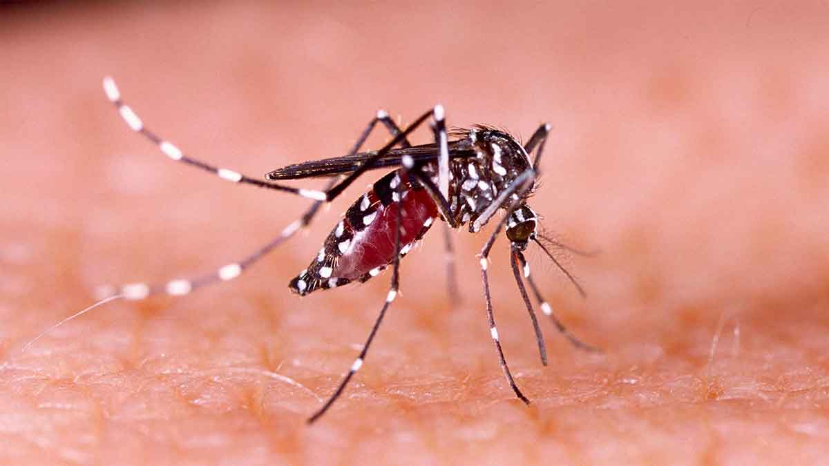 follow these tips to keep safe from dengue 