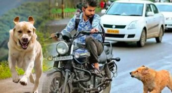 కదిలే వాహనాలను కుక్కలు ఎందుకు వెంబడిస్తాయో తెలుసా?