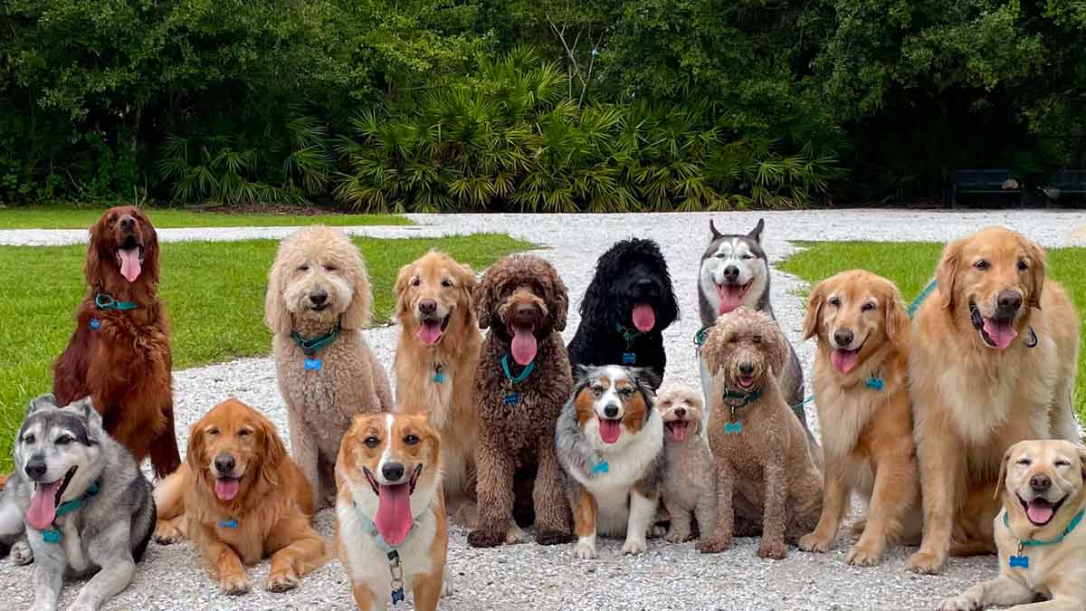 many wonderful benefits of having dogs 