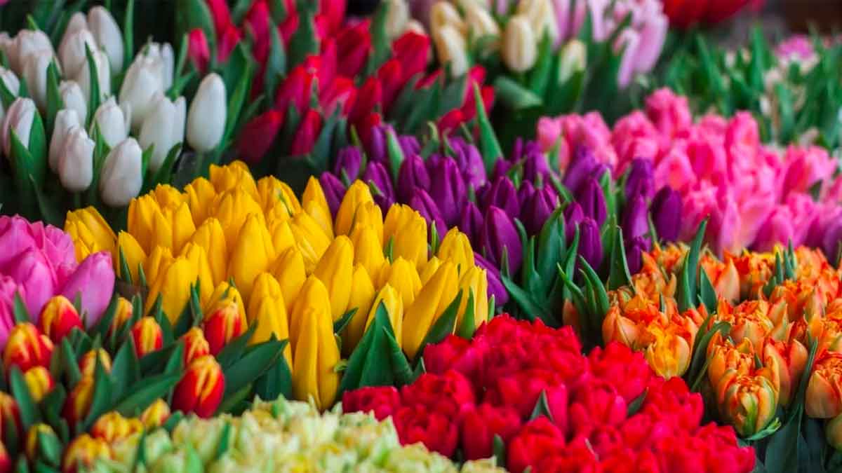 women will not leave flowers if they know this secret 