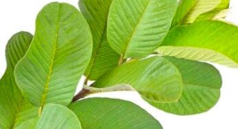 జామ ఆకుల‌ను తినండి.. ఆరోగ్యంగా ఉండండి..!