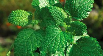 పుదీనాతో అందమైన ముఖం.. మొటిమలు మాయం.. ఇంకా ఎన్నో..!