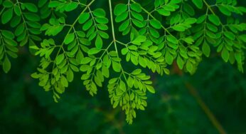 రోజూ మున‌గాకు తింటే క‌లిగే అద్భుత‌మైన లాభాలివే..!