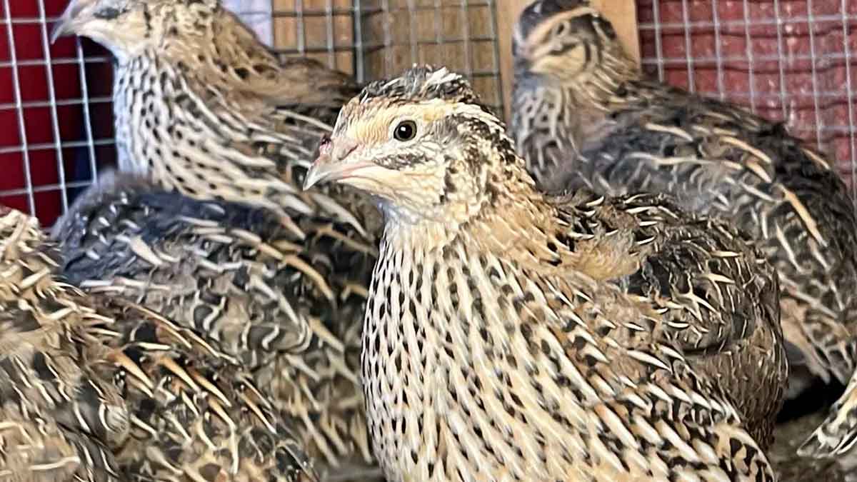 you can earn good income with quail farming 