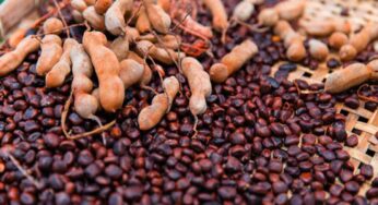 చింతగింజలతో ఇన్ని ప్రయోజనాలా?