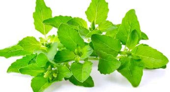 తుల‌సి ఆకుల‌ను రోజూ రెండు న‌మిలితే..?