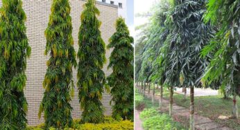 అశోక చెట్టు మీ ఇంట్లో ఉంటే ఎన్ని లాభాలో తెలుసా? ఆధ్యాత్మికంగా, సైంటిఫిక్ గా…!