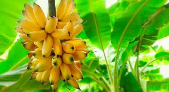 అరటి ప్రాముఖ్యతేంటో మీకు తెలుసా..? ఎందుకు అర‌టి పవిత్రంగా మారింది..?