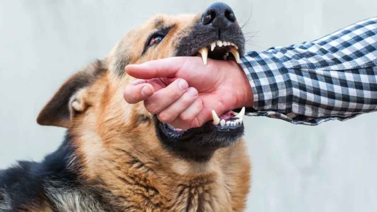 home remedies for dog bites 