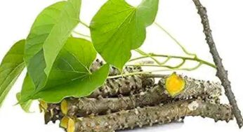 తిప్ప‌తీగ‌ను ఎలా వాడాలో తెలుసా..? ఈ చిట్కాల‌ను చూడండి..!