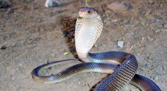 పాములు పగ పడతాయా ? పాముల గురించి మీకు తెలియని నిజాలు