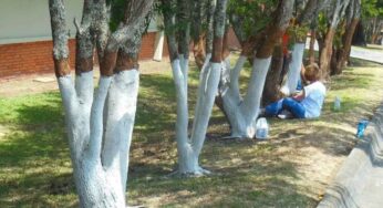 రహదారులపై ఉన్న చెట్లకి తెలుపు, ఎరుపు రంగు ఎందుకు వేస్తారు ?