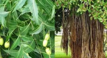 మనకి ఏ చెట్లు ఎక్కువ ఆక్సిజన్ ఇస్తాయో తెలుసా .. 99 శాతం మందికి తెలియని నిజం ఇదే!