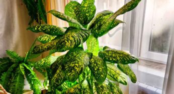 మీ ఇంట్లో ఈ మొక్కుందా అయితే వెంట‌నే దాన్ని తీసేయండి..! లేదంటే మీ పిల్లలకు చాలా ప్రమాదం.