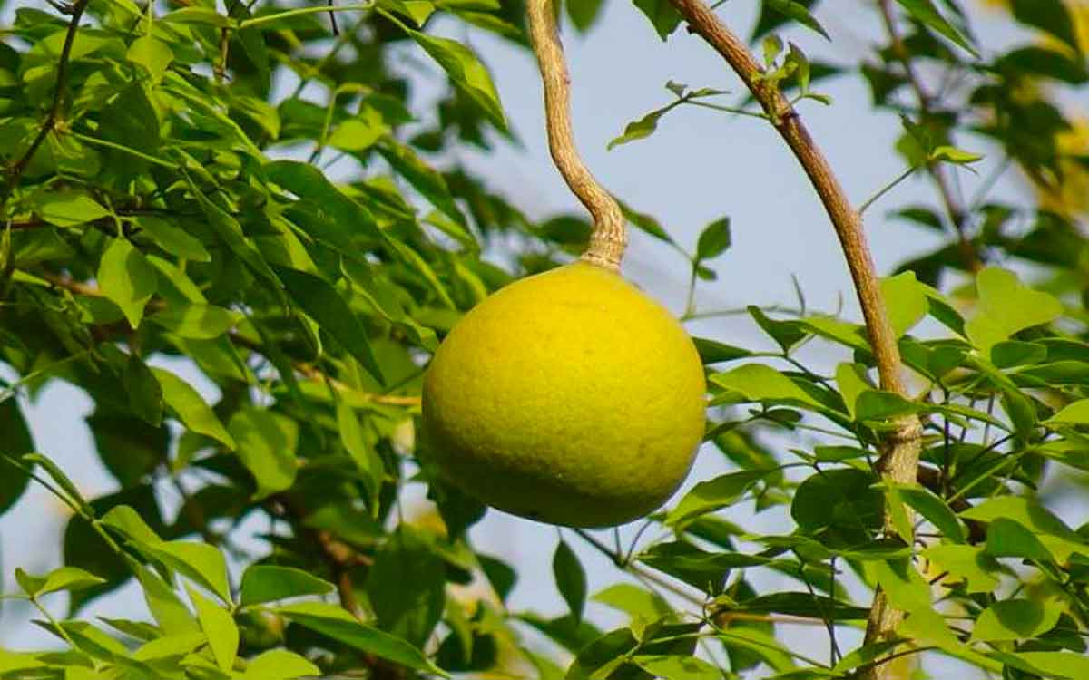 do pooja to bilva tree to get rid of all sins 