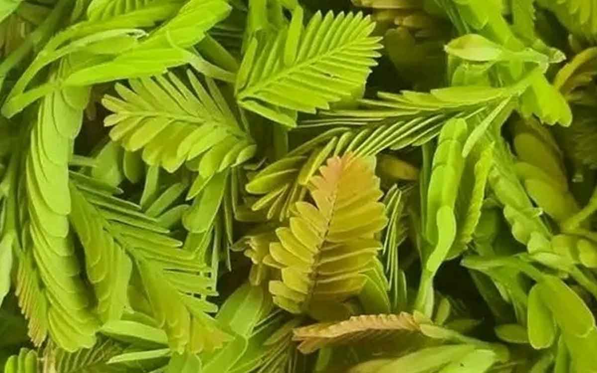 take chintha chiguru regularly for these health benefits 
