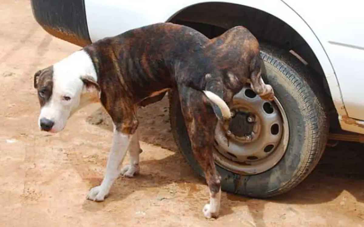 why dogs pee on car tyres 