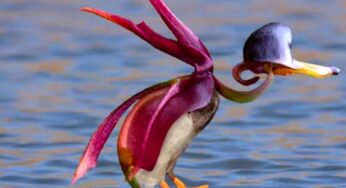 మీరు జీవితంలో చూడని 11 రకాల పూలు..వాటి ఆకారాలు చూస్తే షాక్ అవుతారు.!