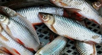 చేపల్లో ఏ చేపలు మంచివి?