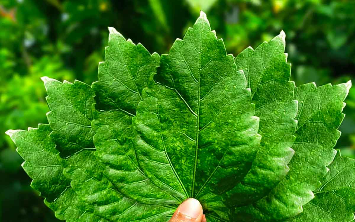 many wonderful health benefits of having hibiscus leaves 