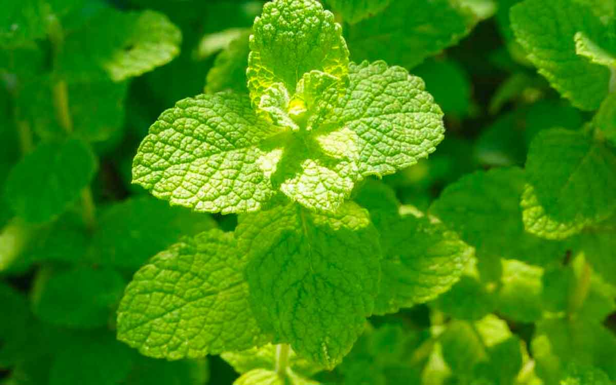 home remedies using mint leaves how to use them 