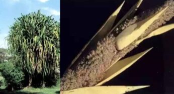 మొగలిపువ్వు వాసనకు నాగుపాములు వస్తాయని అంటారు. నిజమేనా? ఎందుకు?