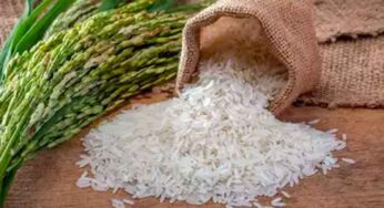 మ‌న తాత ముత్తాలు వ‌రి అన్నాన్ని కేవ‌లం పండుగ‌ల‌ప్పుడు మాత్ర‌మే తినేవారా..? అస‌లు అప్ప‌ట్లో వారు ఏం తిన్నారు..?