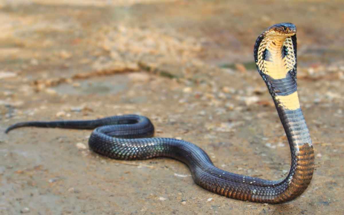 will snakes take revenge on us 