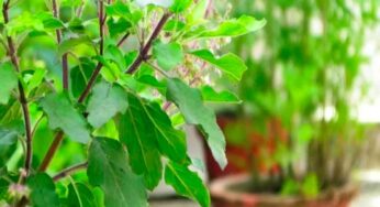 తుల‌సి ఆకుల‌తో ఇలా చేస్తే చాలు.. మీ ముఖం గుర్తు ప‌ట్ట‌లేనంత‌గా మారిపోతుంది..!