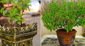 తులసి పక్కన వేరే మొక్కలను నాటితే ఎలాంటి కష్టాలు వస్తాయో తెలుసా?