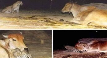 రోజూ ఆవు ద‌గ్గ‌ర ఆడుకుని వెళ్తున్న చిరుతపులి.. అస‌లు విష‌యం తెలిస్తే ఆశ్చ‌ర్య‌పోతారు..