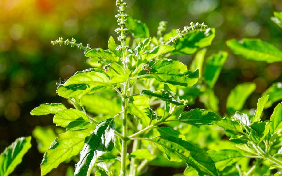 important tips to follow when you put tulsi plant in your home 