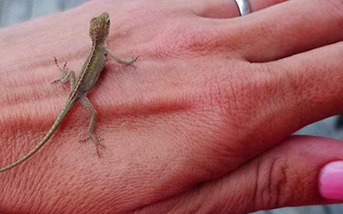 what happens when lizards fell on different body parts 