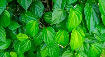 త‌మ‌ల‌పాకుల‌ను రోజూ తింటే ఇన్ని లాభాలు ఉన్నాయా..?